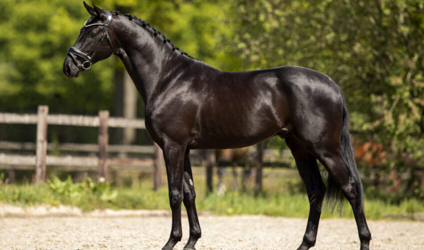 Dressage Horse - Frederico EQ - Equites Horses