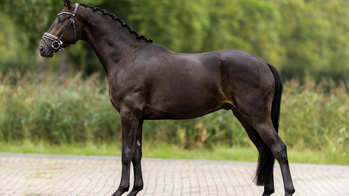 Fabiano EQ - Equites Horses - 2