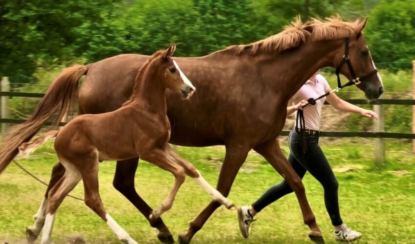 Ivan EQ - Colt by Asgard's Ibiza - Equites Horses