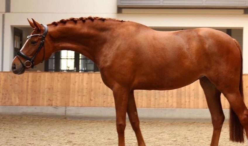 Sarotti EQ - Equites Horses - 1