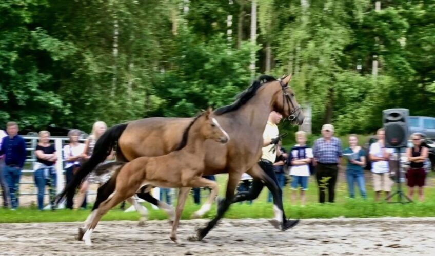 Hanoverian foal championship