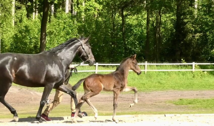 Valiente EQ - Equites Horses