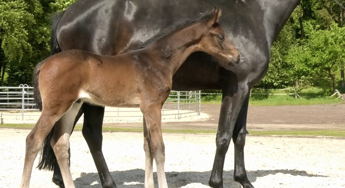 Valiente EQ - Equites Horses