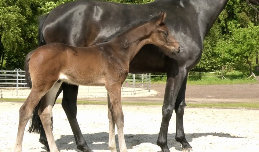 Valiente EQ - Equites Horses