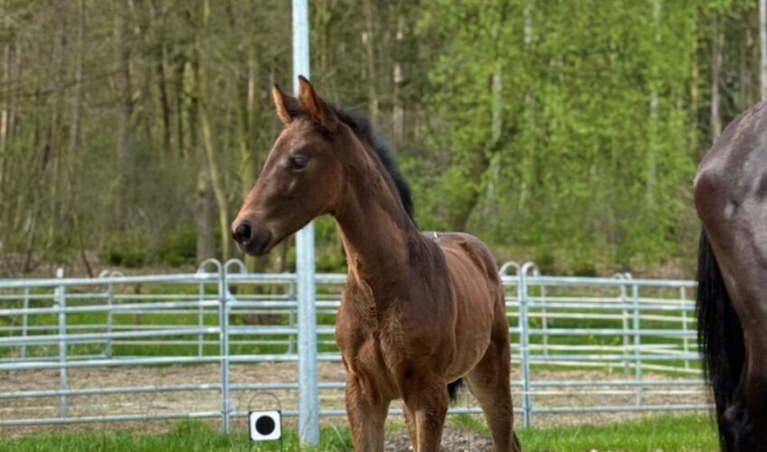 Vivienne EQ - Equites Horses