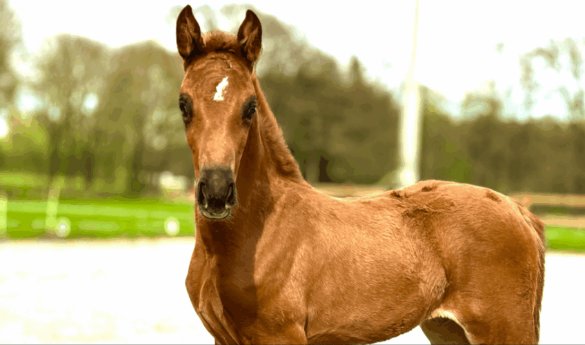 Valerie EQ - Equites Horses