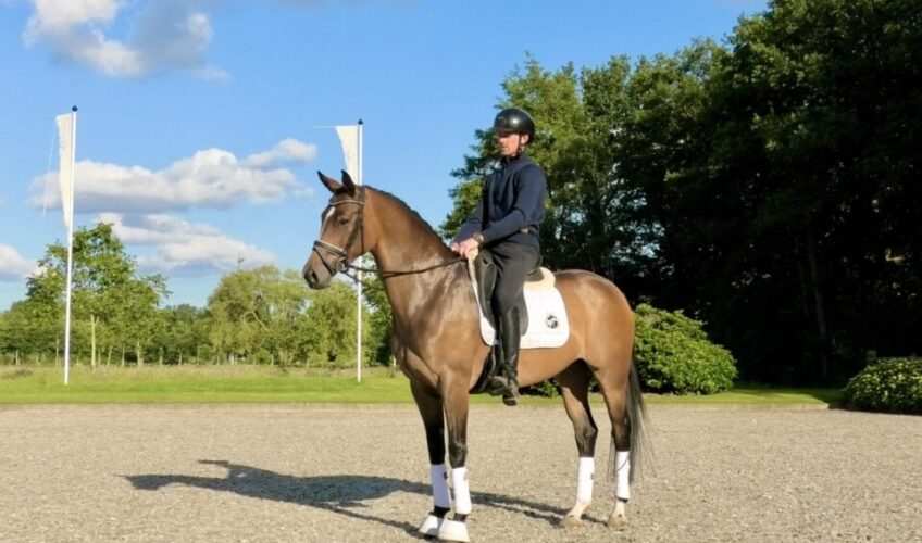 Emilia EQ - Equites Horses
