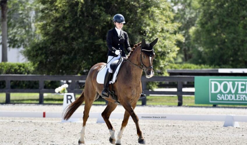 Qismet EQ - Equites Horses
