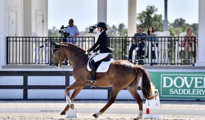 Qismet EQ - Equites Horses