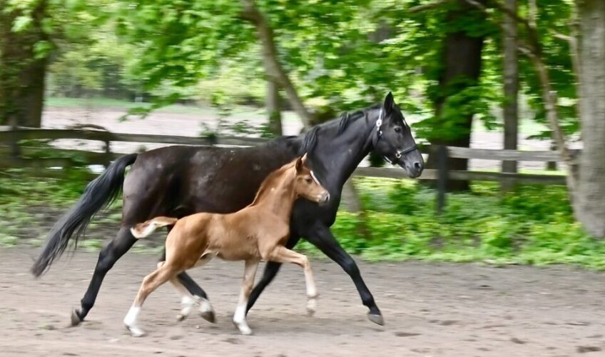 Qismet EQ - Equites Horses