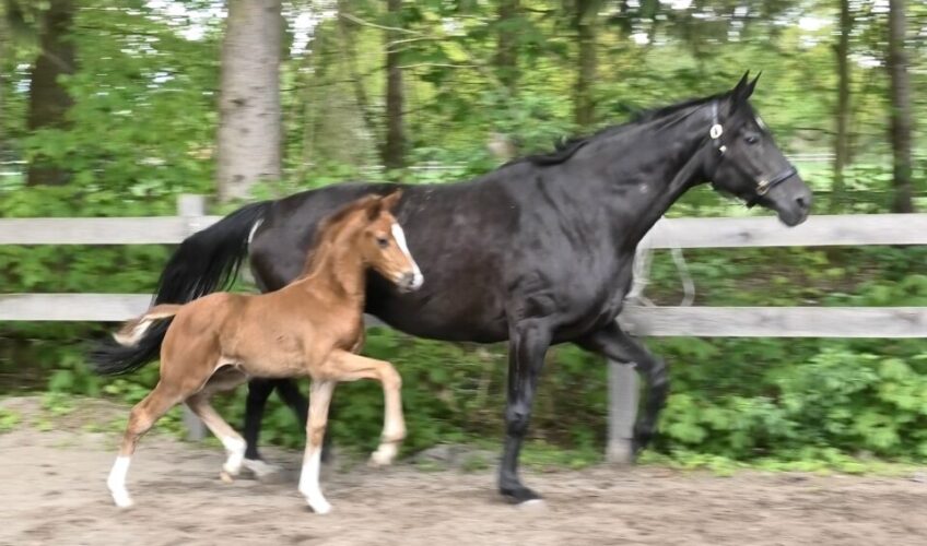 Qismet EQ - Equites Horses