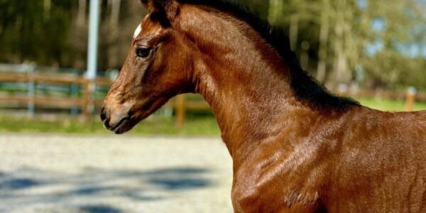 Valentina EQ – a newborn filly
