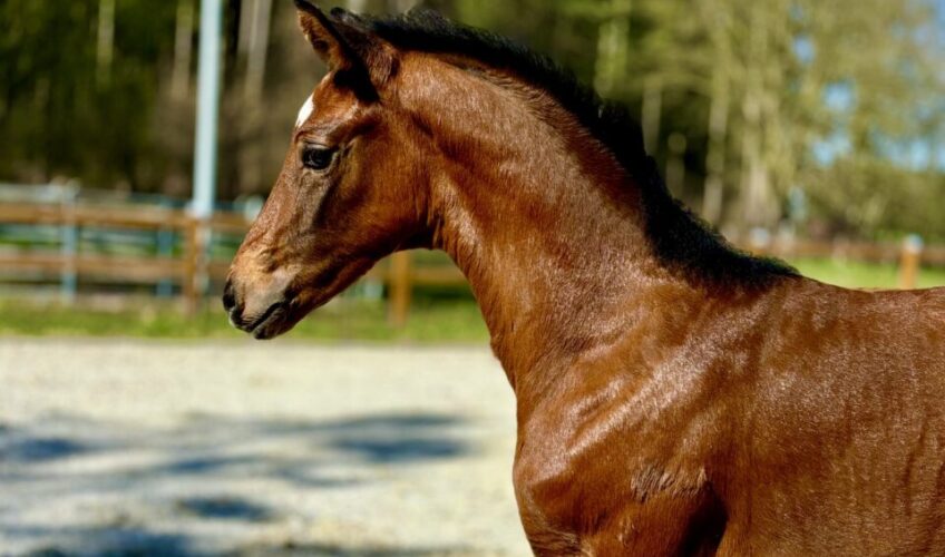 Valentina EQ - Equites Horses-1